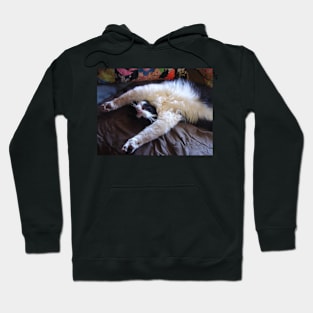 Tuxedo Cat Funny Cute Sleeping Upside-Down Hoodie